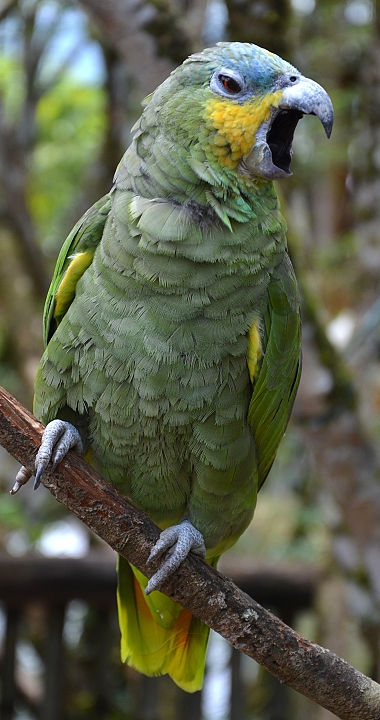 amazoan oranovokdl jihoamerick / amazona amazonica amazonica