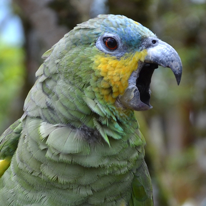 amazoan oranovokdl jihoamerick / amazona amazonica amazonica