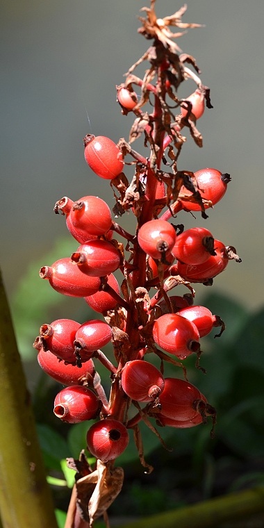 renealmia alpinia / zzvor velkoplod