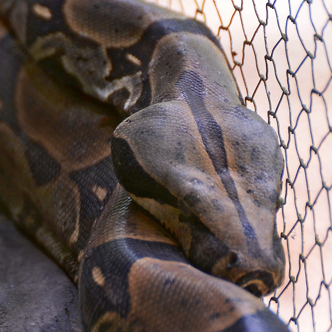 hrozn krlovsk ''melanogaster'' / boa constrictor melanogaster