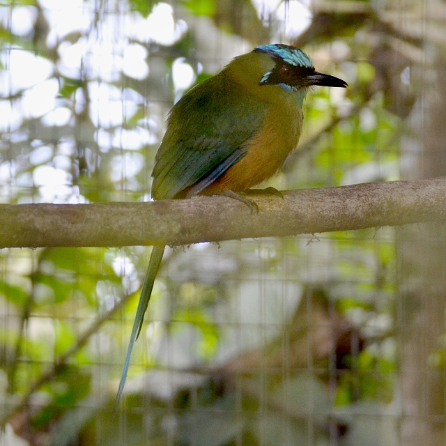 momot horsk / momotus aequatorialis aequatorialis