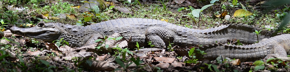 kajman brlov chiapask / caiman crocodilus chiapasius