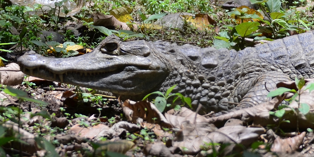 kajman brlov chiapask / caiman crocodilus chiapasius