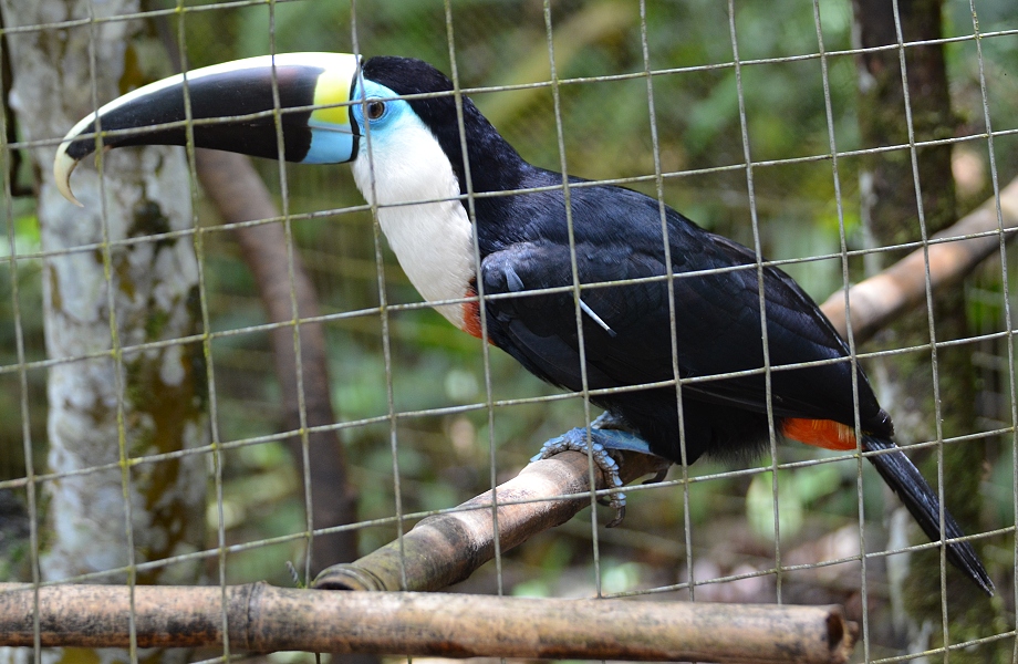 ramphastos tucanus cuvieri / tukan Cuvierv