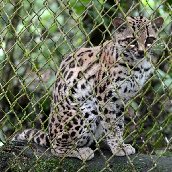 ocelot dlouhoocas / leopardus wiedii