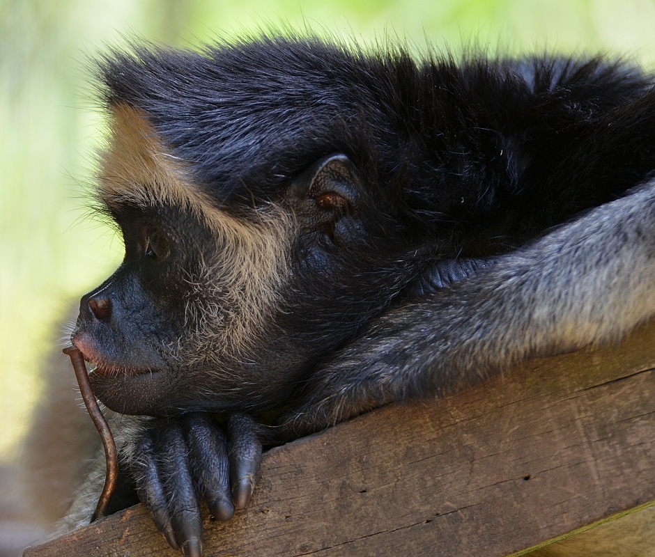 ateles belzebuth / chpan dlouhostrst
