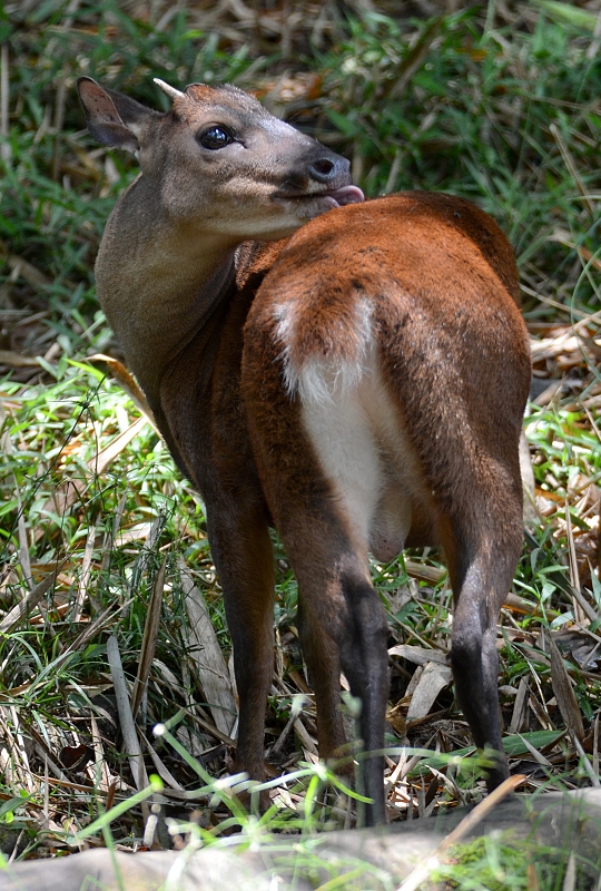 mazama ekvdorsk / mazama americana gualea
