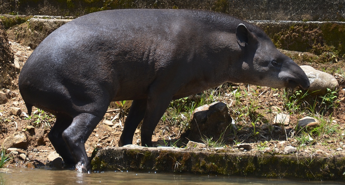 tapirus terrestris aenigmaticus / tapr jihoamerick ''aenigmaticus''