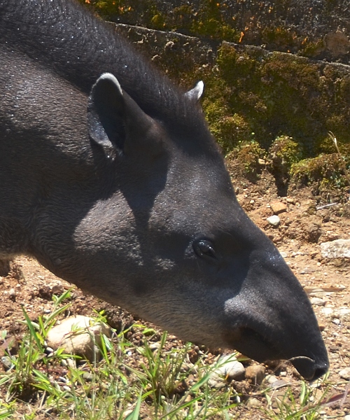 tapirus terrestris aenigmaticus / tapr jihoamerick ''aenigmaticus''