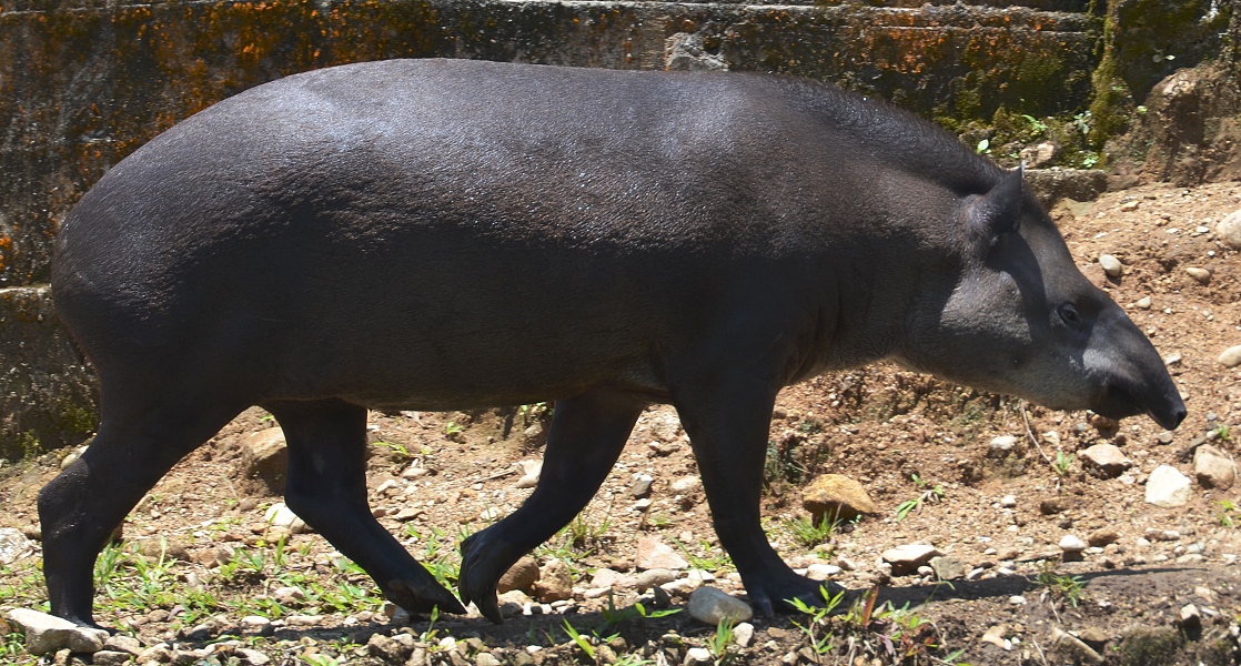 tapirus terrestris aenigmaticus / tapr jihoamerick ''aenigmaticus''