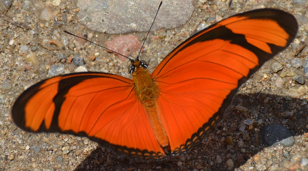 ''dryas iulia alcionea''