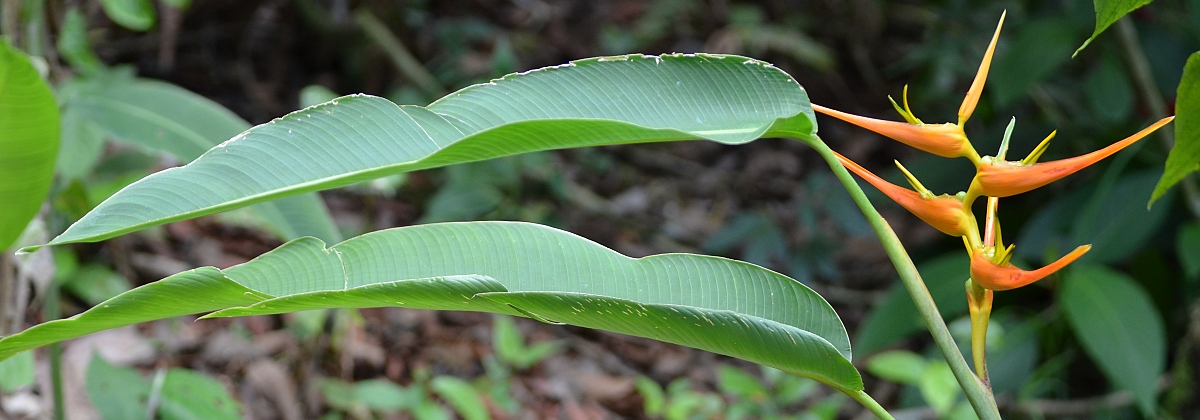 heliknie ''heliconia latispatha''