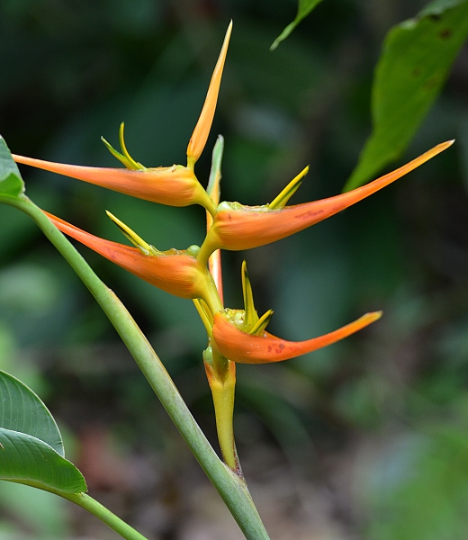 heliknie ''heliconia latispatha''