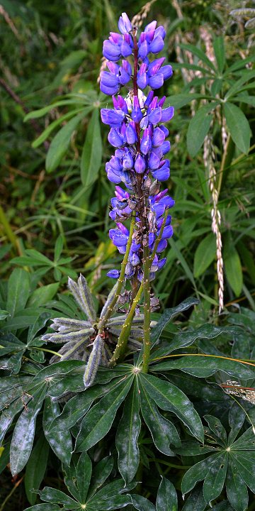 lupinus polyphyllus / lupina mnoholist