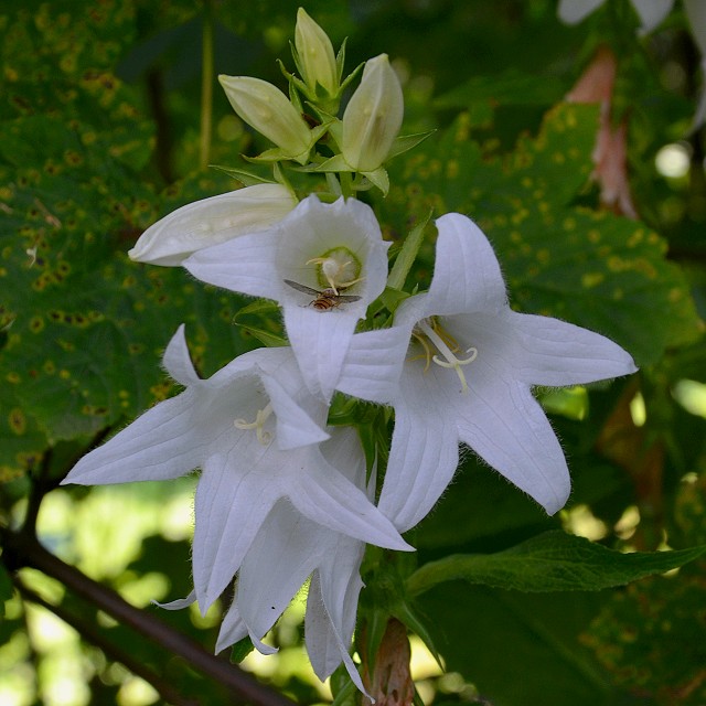 zvonek irokolist bl / campanula latifolia alba