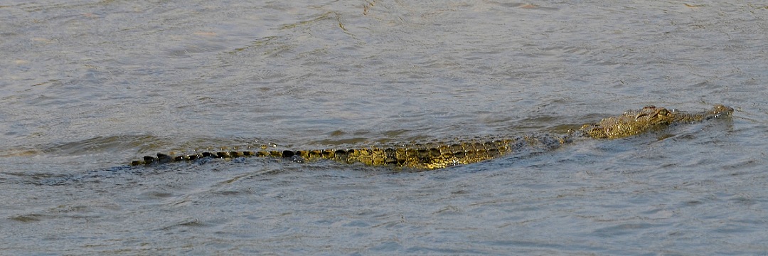 crocodylus niloticus africanus / krokodýl nilský ''africanus''
