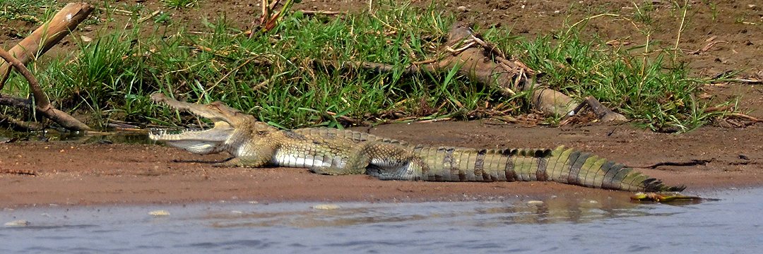 krokodýl nilský ''africanus'' / crocodylus niloticus africanus