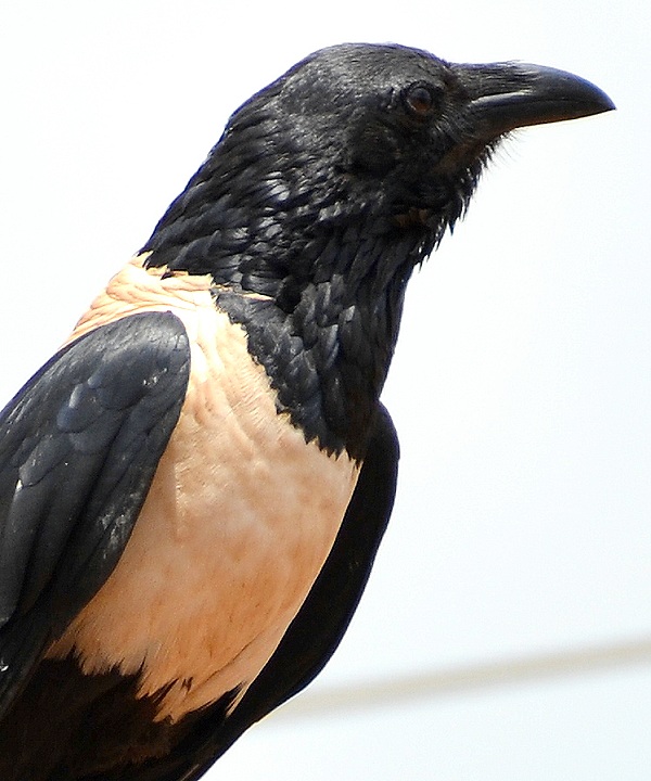 corvus albus / vrána černobílá