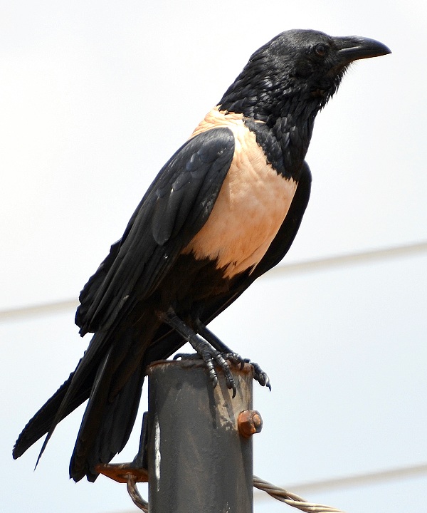 corvus albus / vrána černobílá