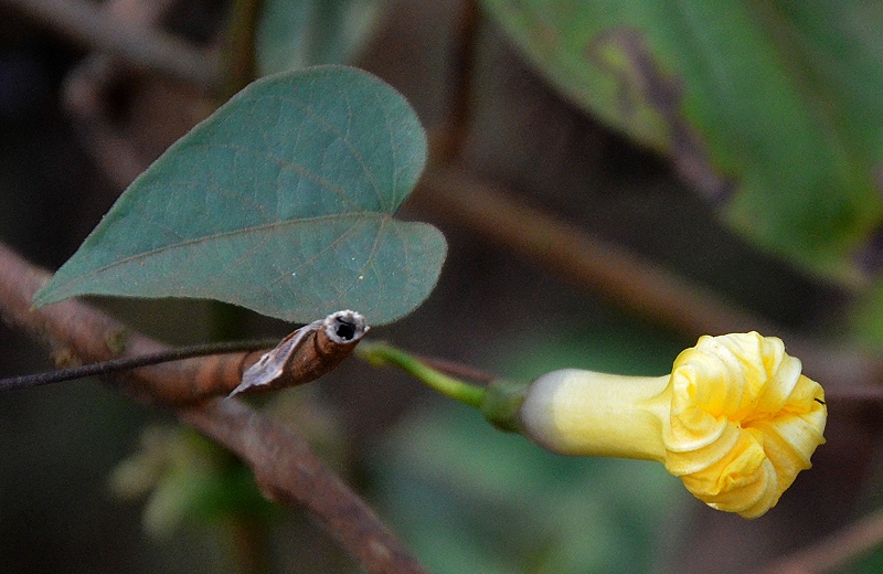 povijnice ''ipomoea obscura''