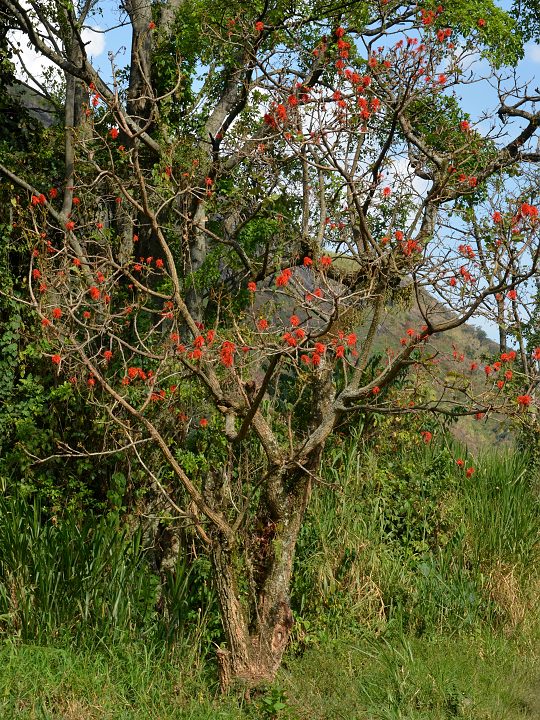 zardnice habesk / erythrina abyssinica