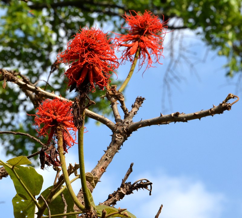 zardnice habesk / erythrina abyssinica