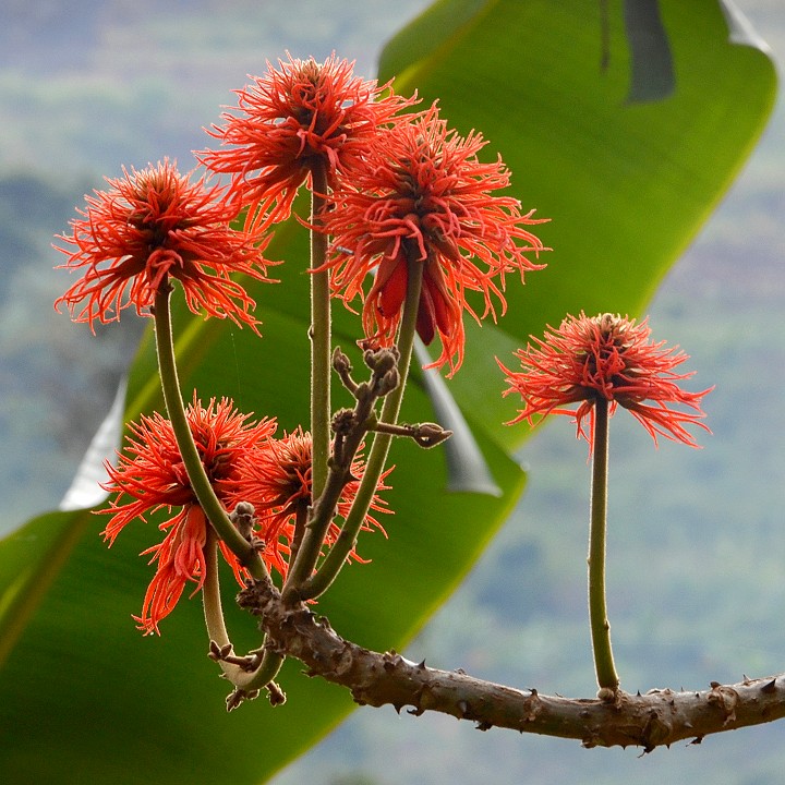 erythrina abyssinica / zardnice habesk