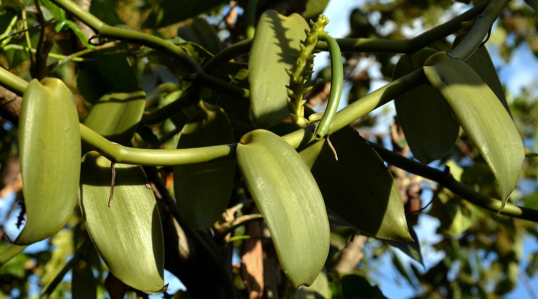 vanilla planifolia / vanilovník plocholistý