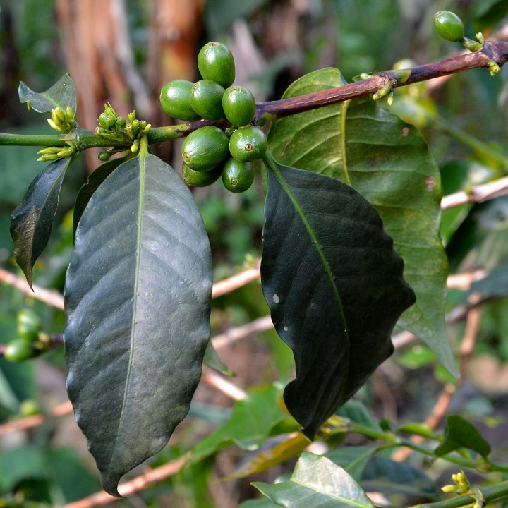 coffea arabica / kvovnk arabsk