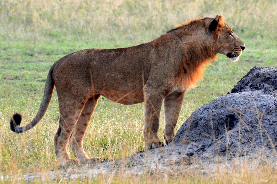 lev severokonžský / panthera leo azandica