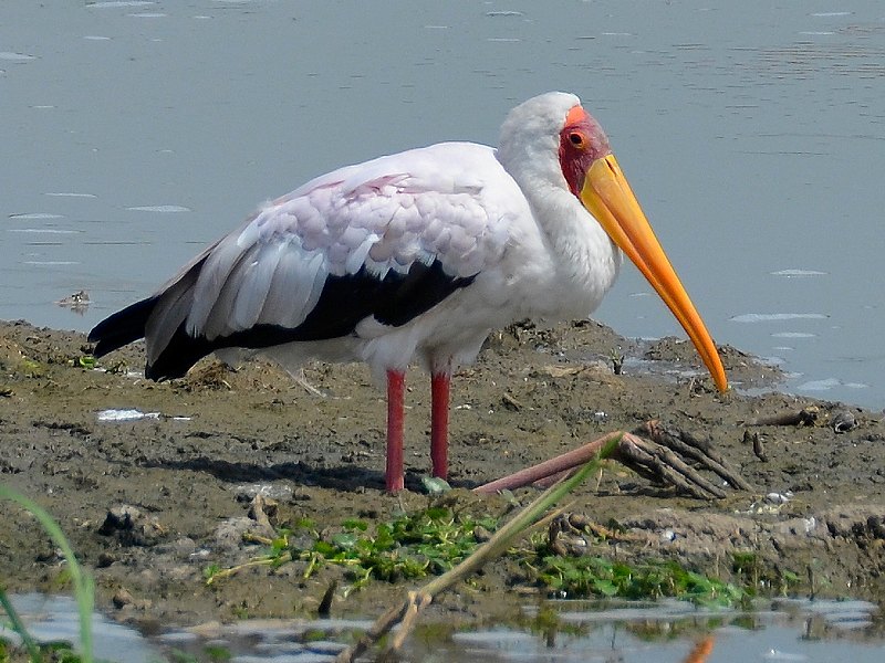 nesyt africký / mycteria ibis