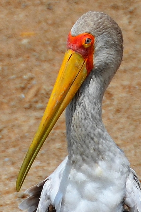 nesyt africký / mycteria ibis