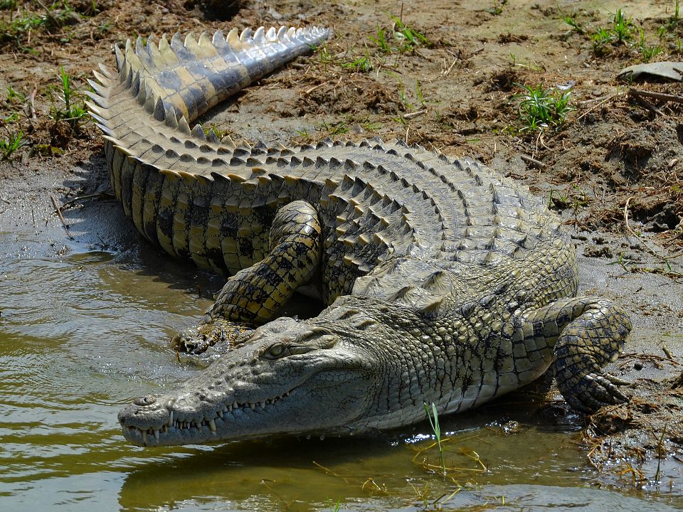 krokodýl nilský ''africanus'' / crocodylus niloticus africanus