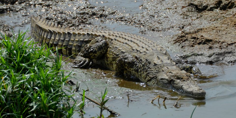 crocodylus niloticus africanus / krokodýl nilský ''africanus''