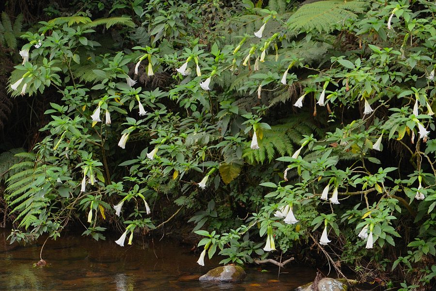 brugmansia suaveolens / durmanovec vonn