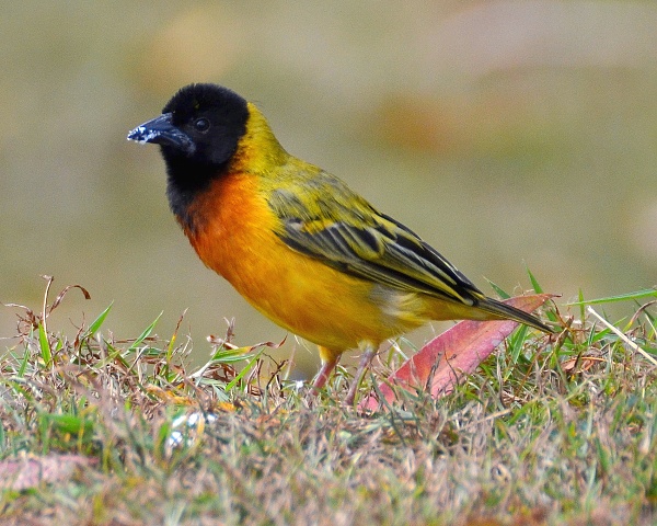 malimbus melanocephalus dimidiatus / snova ernohlav ''dimidiatus''