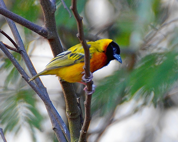 snova ernohlav ''dimidiatus'' / malimbus melanocephalus dimidiatus