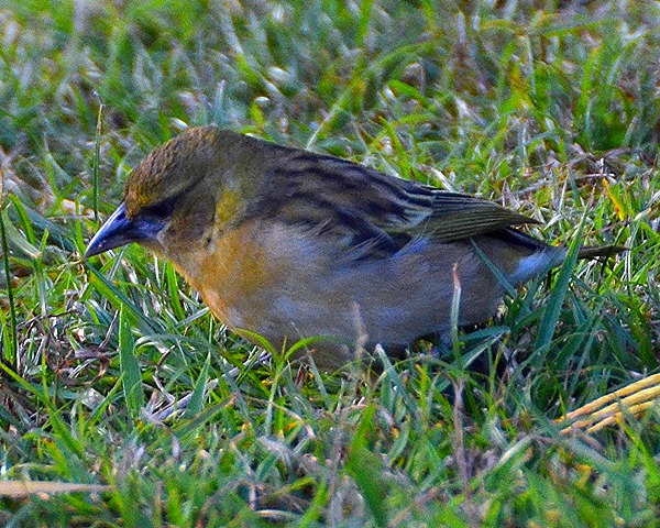 malimbus melanocephalus dimidiatus / snova ernohlav ''dimidiatus''