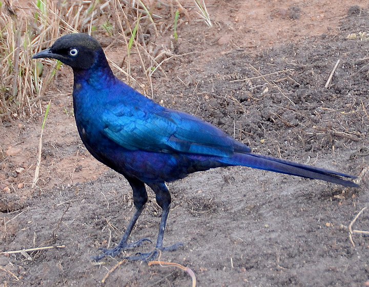 leskoptev proukoocas / lamprotornis purpuroptera purpuroptera