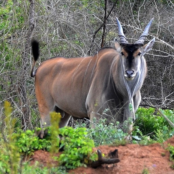 antilopa losí východoafrická / taurotragus oryx pattersonianus