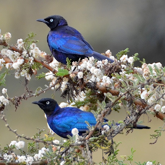 lamprotornis purpuroptera purpuroptera / leskoptev proukoocas