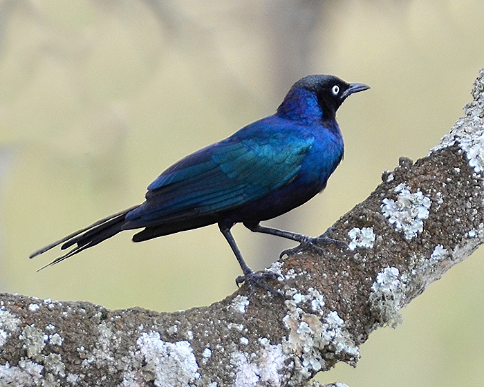 leskoptev proukoocas / lamprotornis purpuroptera purpuroptera