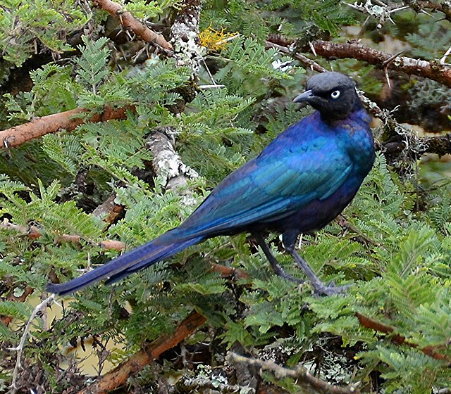 leskoptev proukoocas / lamprotornis purpuroptera purpuroptera