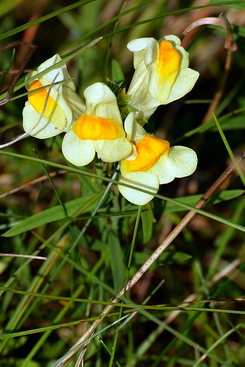 linaria vulgaris / lnice květel