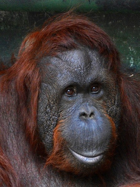 orangutan bornejský / pongo pygmaeus pygmaeus