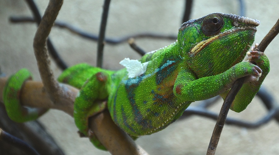 chameleon pardálí / furcifer pardalis