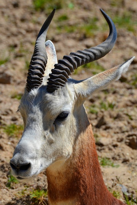 gazela ervenokrk / nanger dama ruficollis