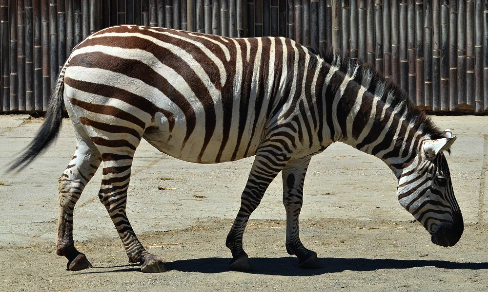 zebra Böhmova / equus quagga boehmi
