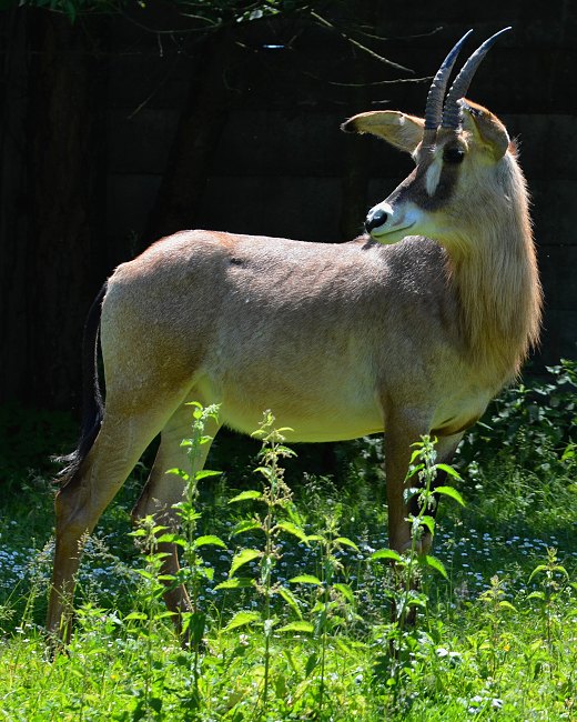 antilopa koňská / hippotragus equinus equinus