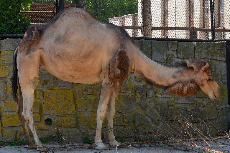 velbloud jednohrbý / camelus dromedarius